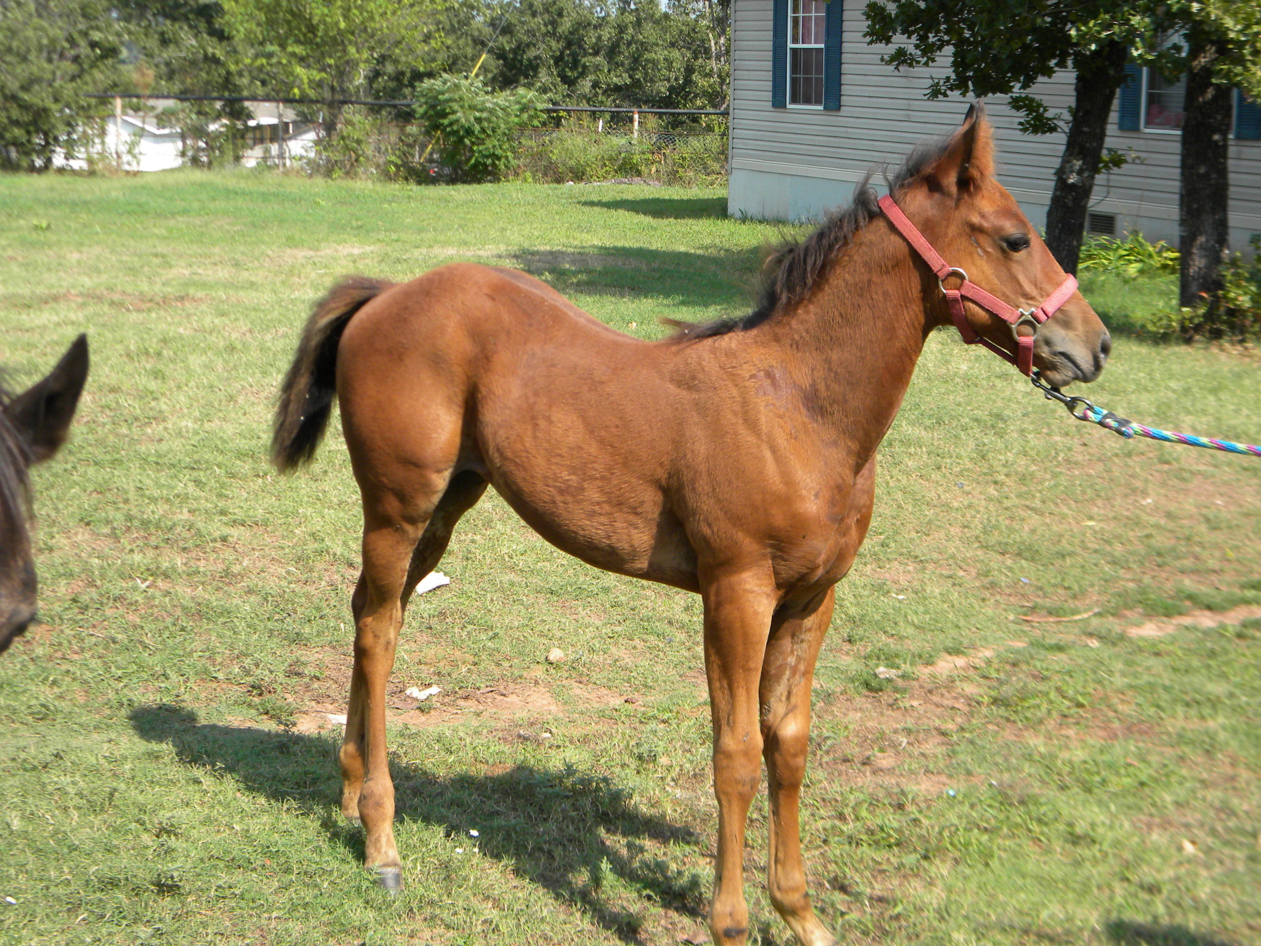 Sugarfoot and Sunstruck